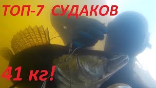 ТОП 7 больших СУДАКОВ!41кг судака!подводная охота 2020.