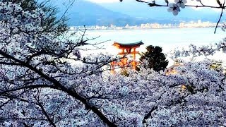 夕暮れの宮島と満開の桜　Beautiful Cherry Blossom in Miyajima