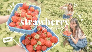 Strawberry Picking VLOG | 🍓 Krause Berry Farms \u0026 Estate Winery U-Pick 採草莓初體驗！