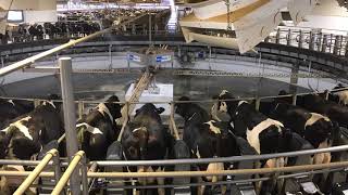 Milking in Time Lapse