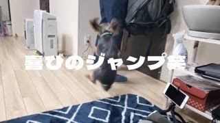 喜びのジャンプ！🐕【ヨークシャーテリア】