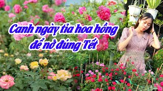 Khi Nào Nên Tỉa Hoa Hồng Để Nở Hoa Đúng Tết Nguyên Đán? Hoa Hồng Nở Đúng Tết Nhâm Dần 2022