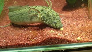 Protopterus amphibius (gilled lungfish) pllet feeding