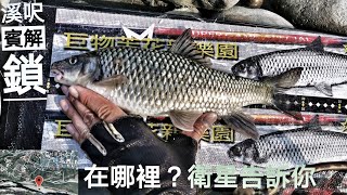 釣魚狂人4K 大甲溪主流，30公分呎賓釣獲，大霞面大卷仔呎石賓苦花 Stream Fishing Taiwan