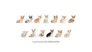 Corgi Festival 2024 AMBASSADOR 意気込み