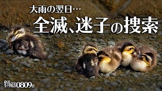 0809B【カルガモ親子 雨で全滅迷子の捜索】引っ越し失敗、無事合流、行方不明。小さな猛禽モズの幼鳥。鶴見川水系恩田川でコンデジ野鳥撮影　#身近な生き物語　#カルガモ親子　#モズ