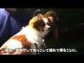 気が向かないと歩こうとしない子犬とそんな子犬に甘々の飼い主　 papillon パピヨン