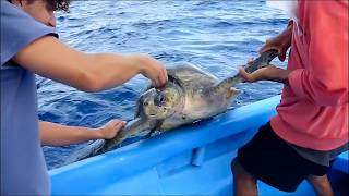 Dolphin brought dying turtle to ask for help, everyone was shocked when they knew the reason