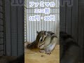 しまりす「ポン吉」エコ割最高！！【ペット】【シマリス】【chipmunk】【squirrel】【kawaii】【cute】