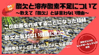 レッドビーシュリンプ飼育における「酸欠と溶存酸素不足について」