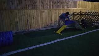 Remy doing a little night agility . First time running his drill.