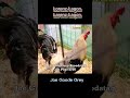 Joe Goode Grey Broodstag | Beautiful Birds from San Pablo Laguna | IGF 2022#shorts