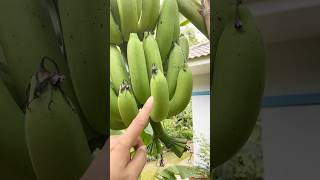 วิธีสังเกตกล้วยหอมทองแก่จัด?!?!?#กล้วยหอมทอง #ปลูกกล้วยหอมทอง #กล้วย #banana