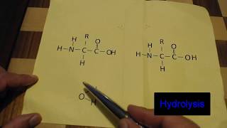 Biochem Foldable Study Tool: Dehydration Synthesis and Hydrolysis Explained