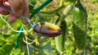 A couple of spoons and Cucumber for noch grows immeasurably! Even thousands come to life