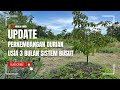 CEK PERKEMBANGAN DURIAN SISTEM BUSUT USIA 3 BULAN || pertumbuhannya ngebut !!