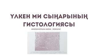 Үлкен МИ СЫҢАРЫНЫҢ ГИСТОЛОГИЯСЫ. МИКРОСКОПТАН табу + Препаратты сипаттау