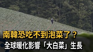 南韓恐吃不到泡菜了？ 全球暖化影響「大白菜」生長－民視新聞