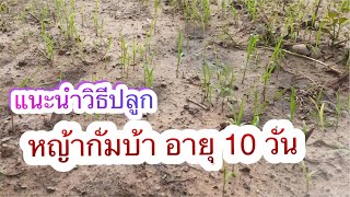 วิธีปลูกหญ้ากัมบ้าวิธีนี้งอกดีมาก|Im Channel