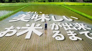 いつも食べてるお米ができるまで①【苗の準備～田植え】