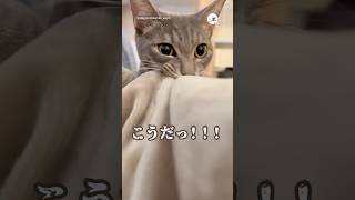 起きるっ！起きるから待ってー！｜PECO #保護猫 #愛猫家 #保護猫のいる暮らし #rescuedcat #catlover #rescuedcatlife