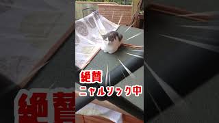 知らぬ間に絶賛ニャルソックされていました　#近所の猫　#shorts