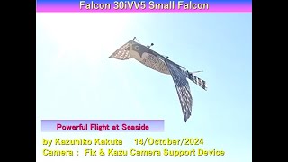 小型のハヤブサ型羽ばたき機　Falcon30iVV5 small Falcon 165g: Powerful Flight at Seaside