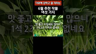 더위에 강하고 잘 자라는 6월 추천작물 여섯 가지