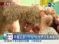 不是馴獸師 寵物美容師爭尊嚴