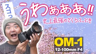 【奇跡の桜吹雪】OM SYSTEM OM-1 ランキング1位のミラーレスが絶景を激写！全長6kmの桜並木が突風で一気に散る風車街道 このレンズとカメラだからこそ撮れた湖西の花嵐【ビデオウォーク】