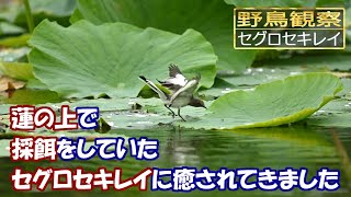 【スローモーションで野鳥観察】セグロセキレイの幼鳥【特別な事は何も起らない動画】