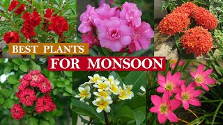 Best Plants For Monsoon, Flowering Plants For Rainy Season / বর্ষার সেরা ফুল গাছ