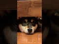 ソファーの下から覗く柴犬　 shorts 柴犬 黒柴 shibainu