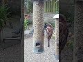 Up close and personal with male house sparrows feeding on the garden bird feeder