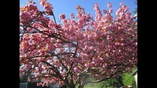 Double Pink Kwanzan Japanese Cherry Tree in Bloom