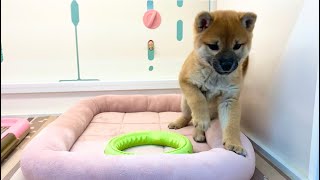 柴犬　子犬　尻尾フリフリ