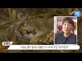 도심 생태계 개발이냐 보존이냐 그것이 문제로다. kbs뉴스 news 충북 kbs청주