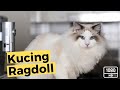 Kucing Ragdoll