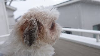 シーズー達に雪が積もったので見せてあげたら思っていた反応と違ったwww～多頭飼い～チワワ・シーズー・ミニチュアピンシャー・トイプードル