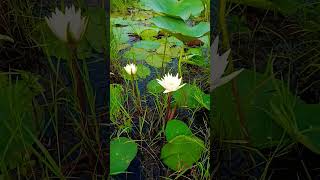 കണ്ടത്തിലെ ആമ്പൽ #ambal #ആമ്പല് #trendingshorts #waterlily #vayal #youtubeshort #flower #whiteflower