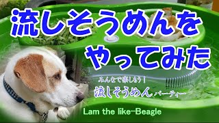 犬がそうめんを食べる 電池式流しそうめん器を使用してみた ハック製品紹介