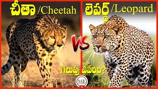 CHEETAH VS LEOPARD - WHO WILL WIN A FIGHT IN TELUGU | MOTHER EARTH CHANNEL  | CHIRUTA | LEOPARD |