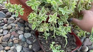 Propagation Tips for Succulent: Aptenia Cordefolia, Red Apple, Baby Rose