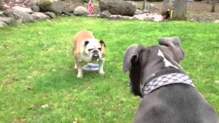 Pitbull vs Bulldog