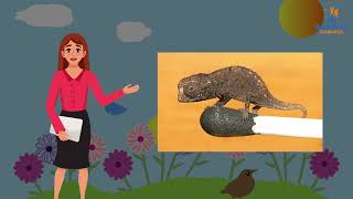 दुनिया के सबसे छोटे जानवर। World's Tiniest Animals। In Hindi For Kids। Sonalika e-Gurukul