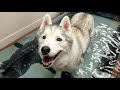 Taking ALL The Huskies to See Memphis on the Water Treadmill!