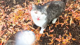 What is a cat that screams and demands food on a rainy day?