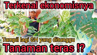 TERKENAL EKONOMIS,TAMPIL LAGI GH YANG DITUNGGU⁉️TANAMAN TERAS‼️