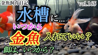 買ってきた金魚を水槽に入れるタイミングは？エサは、いつから？