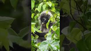 Spectacled Langur aka Dusky Leaf Monkey